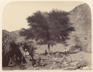 Árbol de Seyal (Shittim), dedicado al Santo Patrón, Wady Feiran de Sgt. James M. McDonald